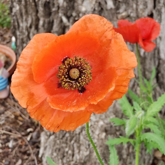 Meet your Posher, Posh - Picture 1 of 1